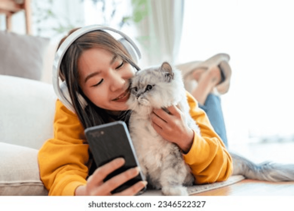 Cat meowing at smartphone with translation app interface visible
