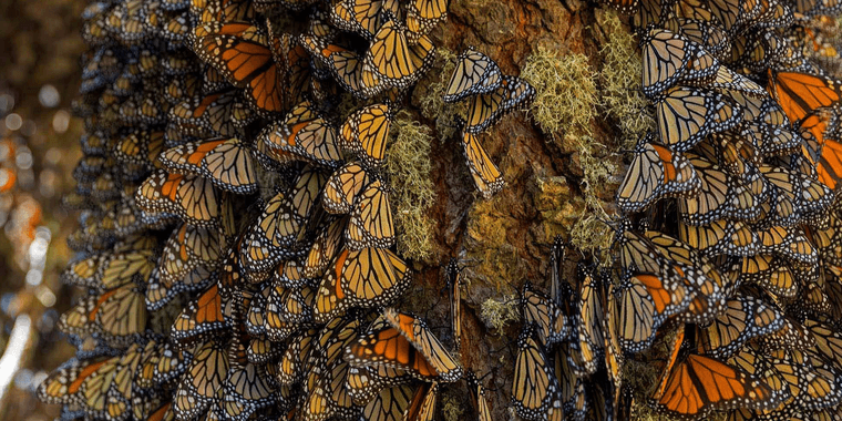 PyTorch Monarch distributed computing framework visualization showing cluster architecture